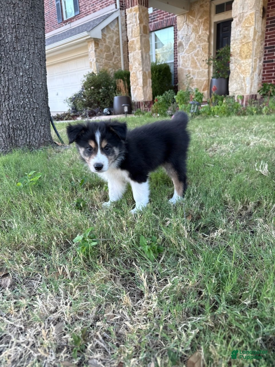 Border Collie dogs Crockett - Ad 7