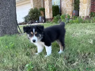 Border Collie dogs Crockett - Ad 7