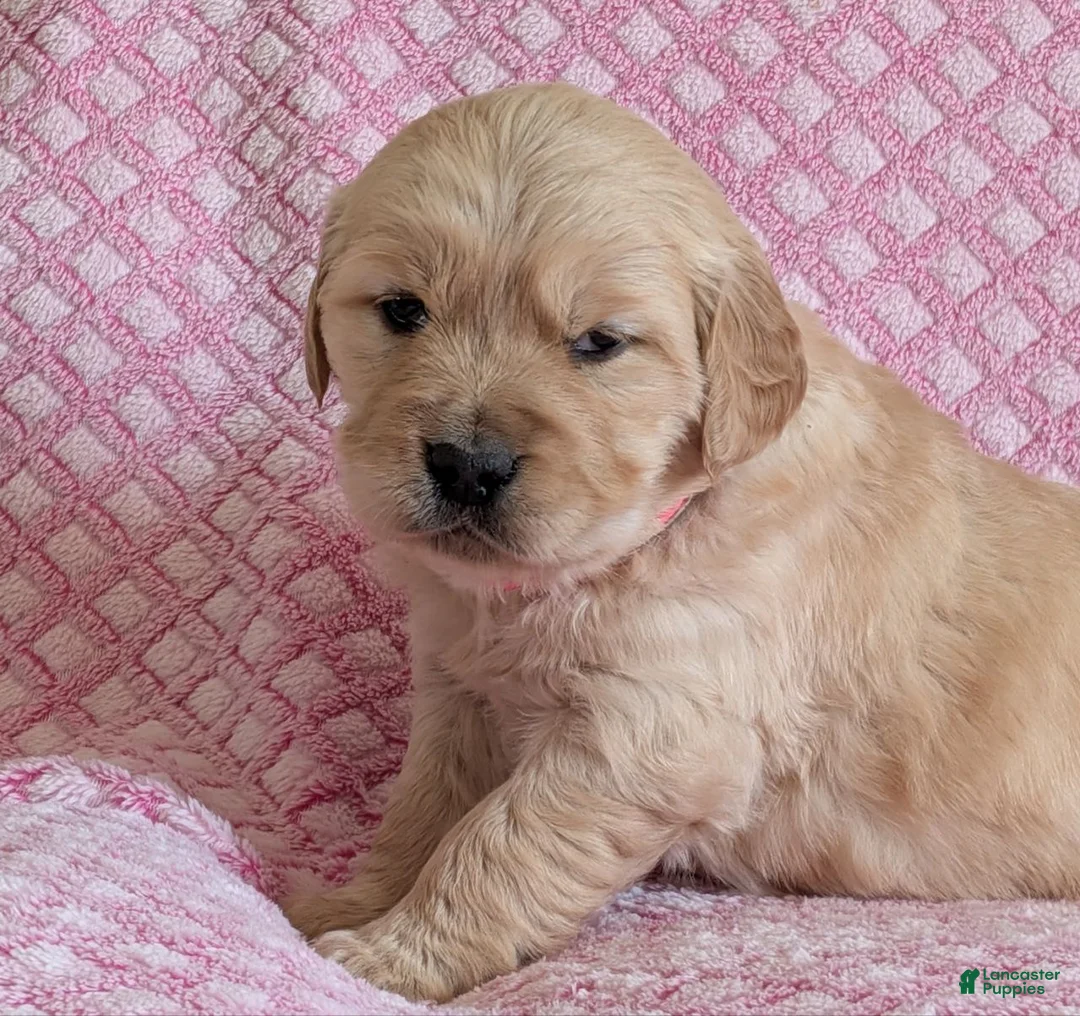 Golden Retriever dogs for sale: Jubilee - Ad 2