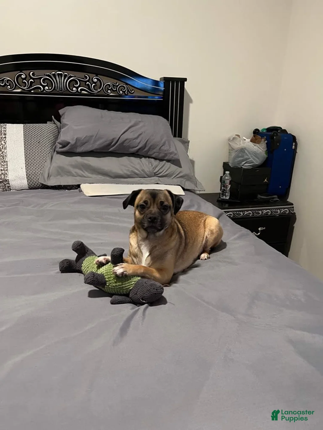 Gallery Image {{count}}