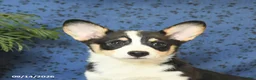 Welsh Corgi Pembroke dogs for sale: Lucy - Ad 5