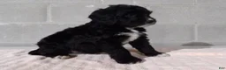 Bernedoodle dogs for sale: Lucy - Ad 3