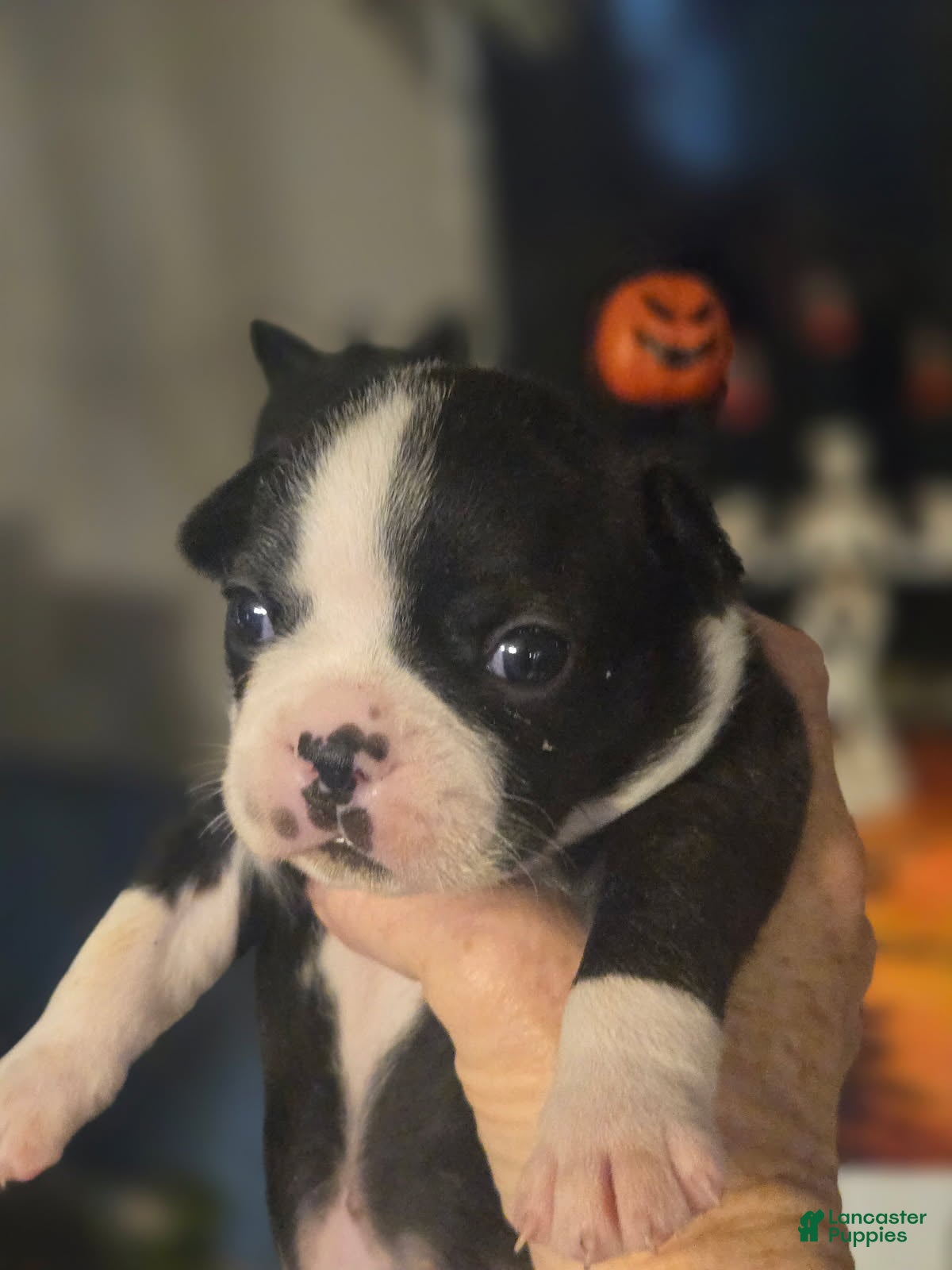 Boston Terrier dogs Rayes - Ad 2