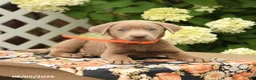 Labrador Retriever dogs for sale: Monty - Ad 5
