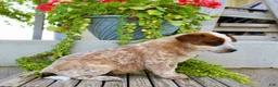 Australian Cattle Dog dogs for sale: Addy - Ad 4