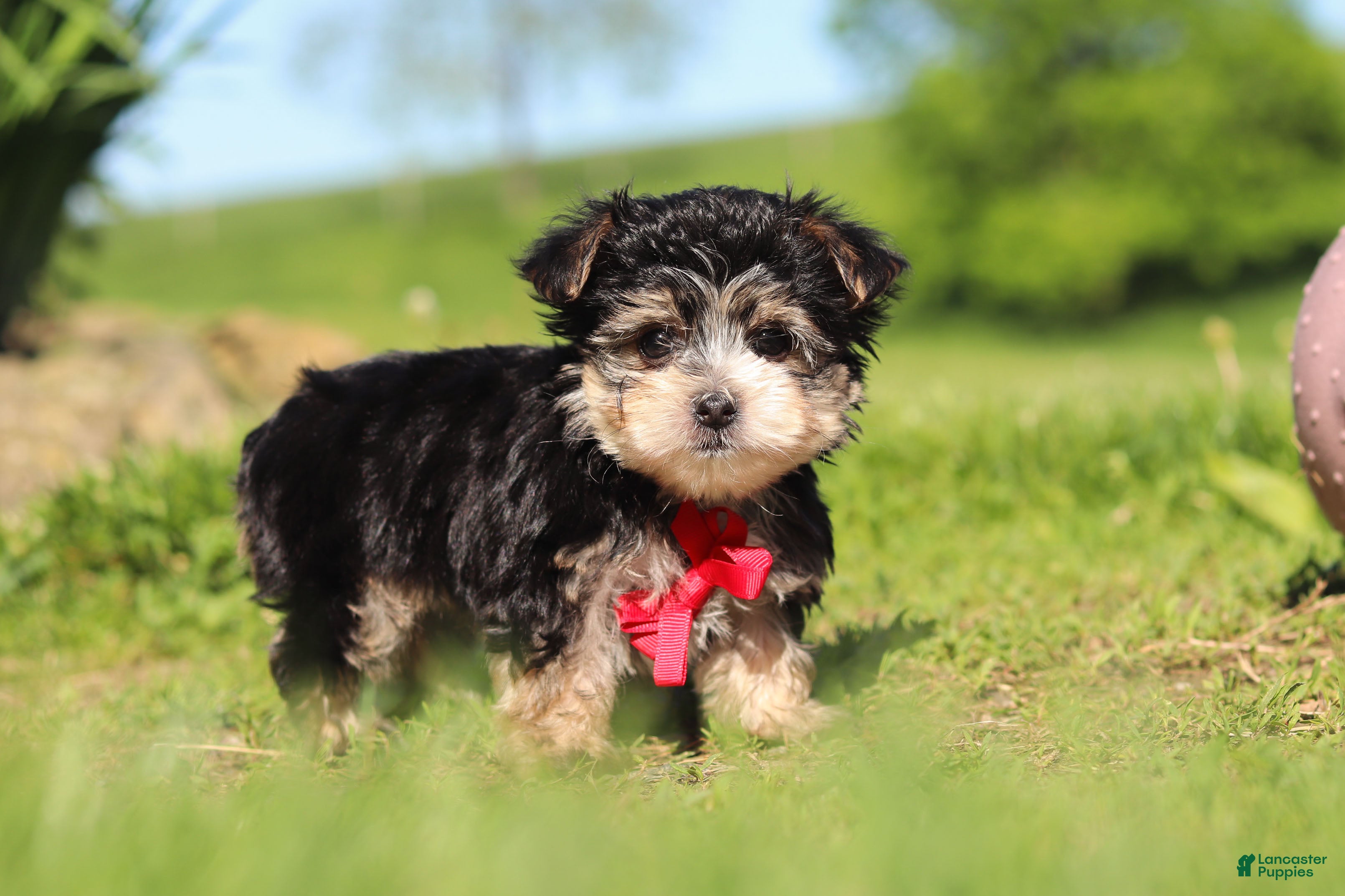 Morkie dogs Bennet - Ad 1