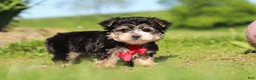 Morkie dogs for sale: Bennet - Ad 1