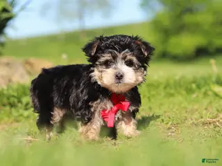 Morkie dogs for sale: Bennet - Ad 2