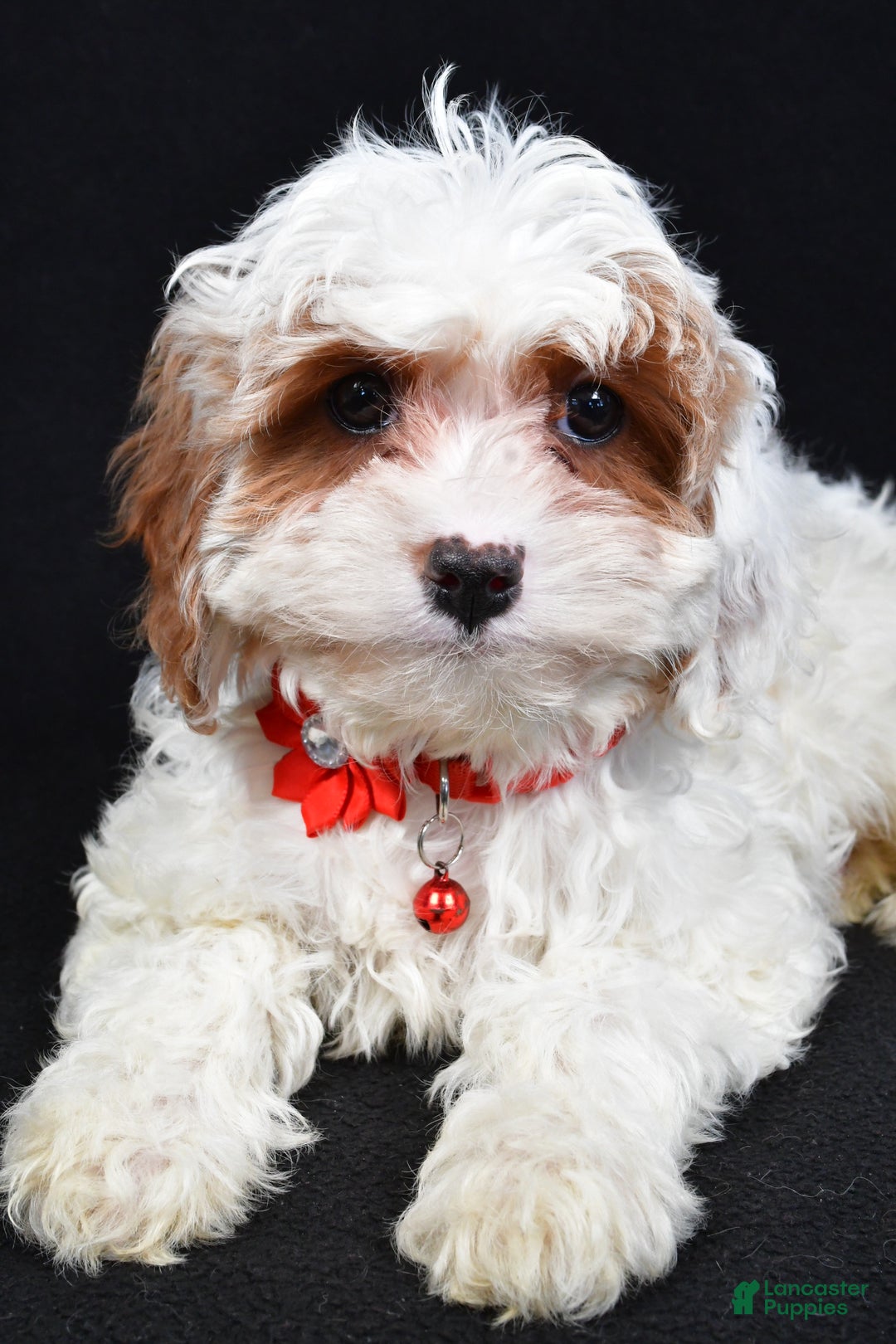 Cavapoo dogs for sale: Sienna - Ad 1