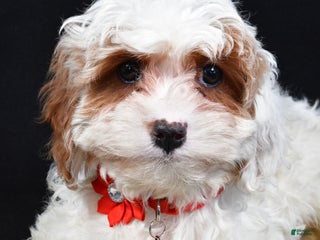 Cavapoo dogs Sienna - Ad 3
