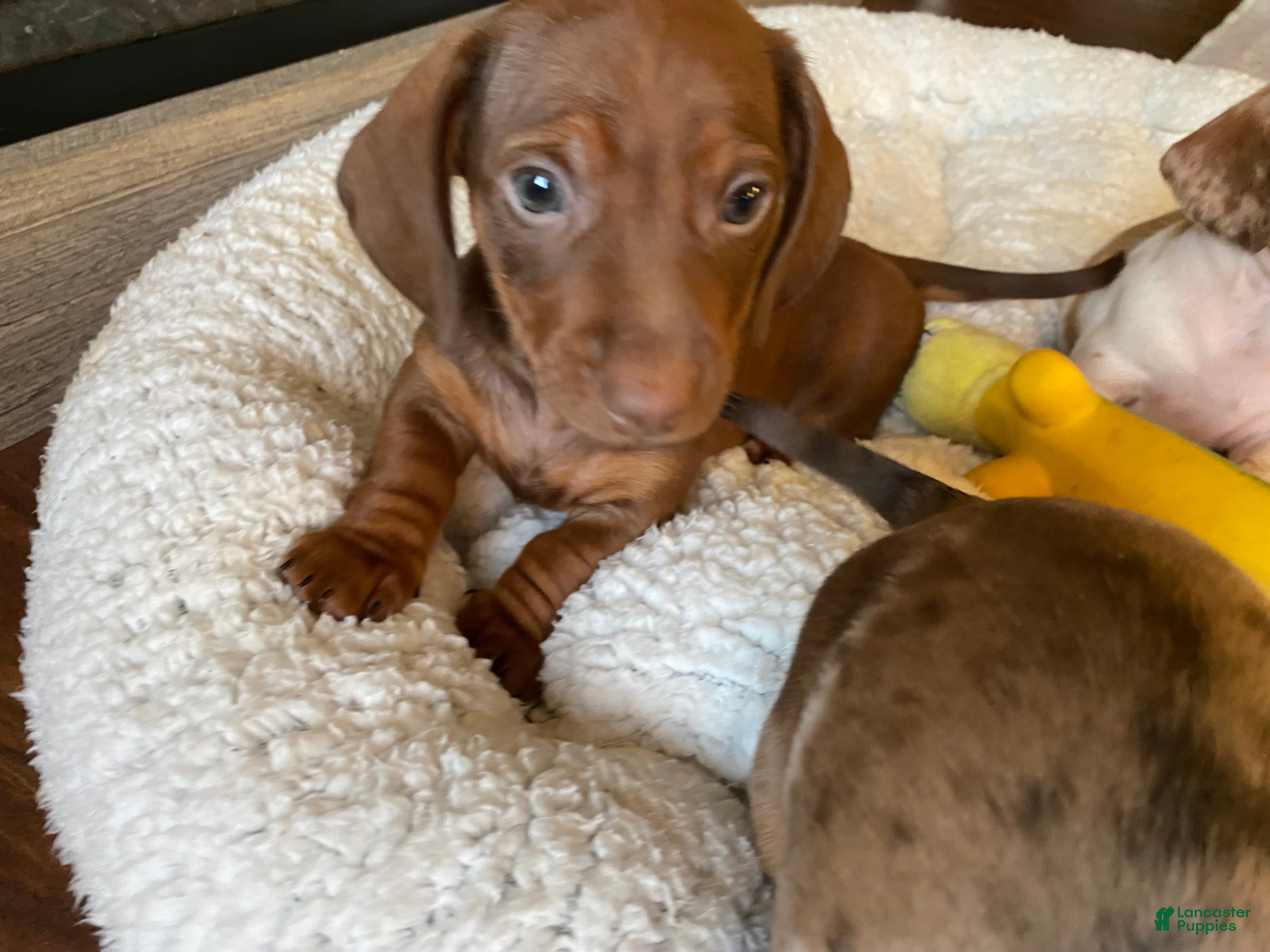 Miniature Dachshund dogs Miniature Dachshund Puppy 1 - Ad 29