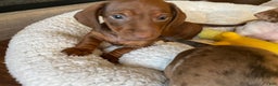 Miniature Dachshund dogs for sale: Miniature Dachshund Puppy 1 - Ad 1