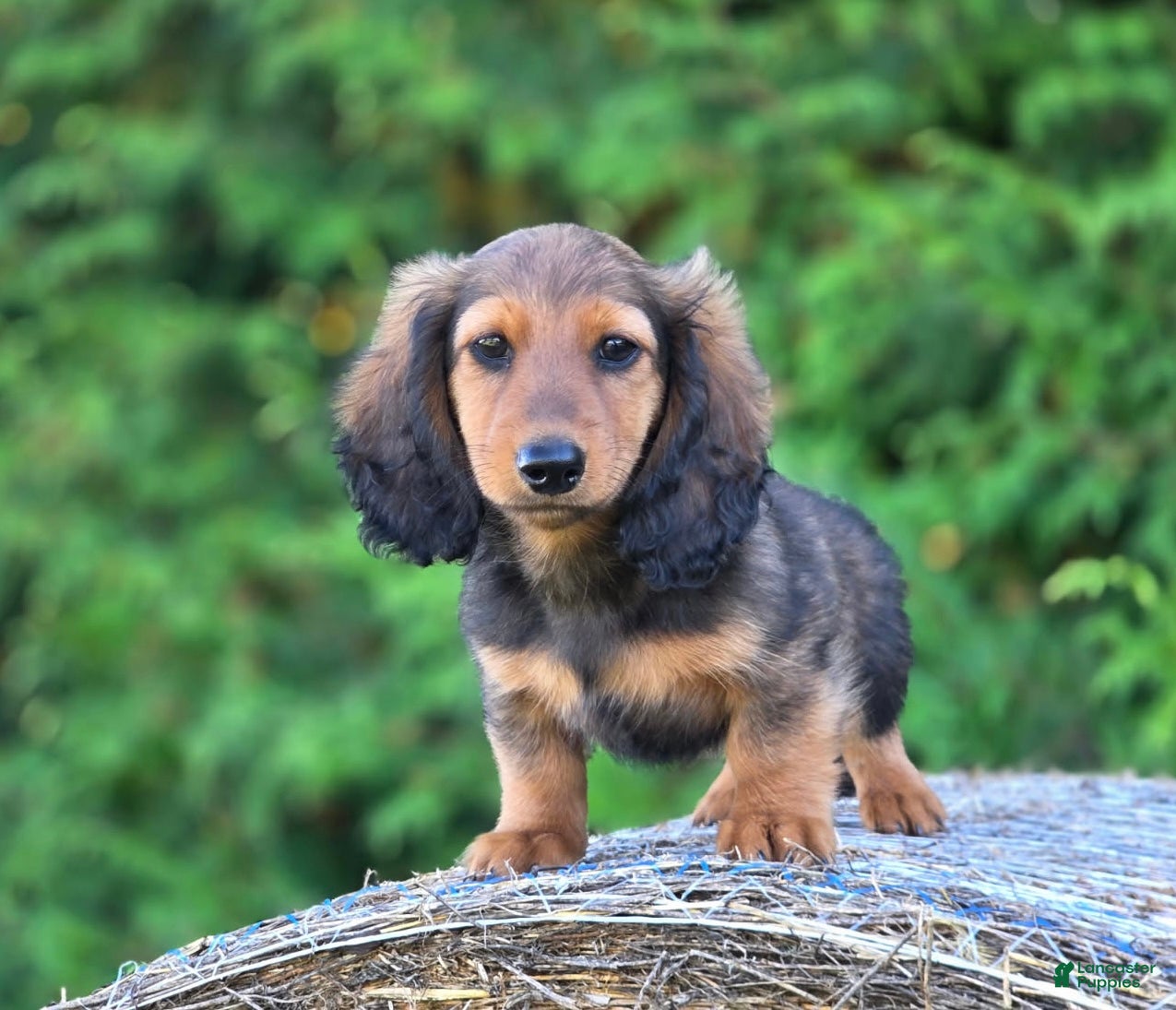Dachshund dogs Rupert - Ad 2