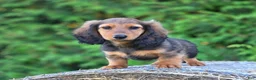 Dachshund dogs for sale: Rupert - Ad 1