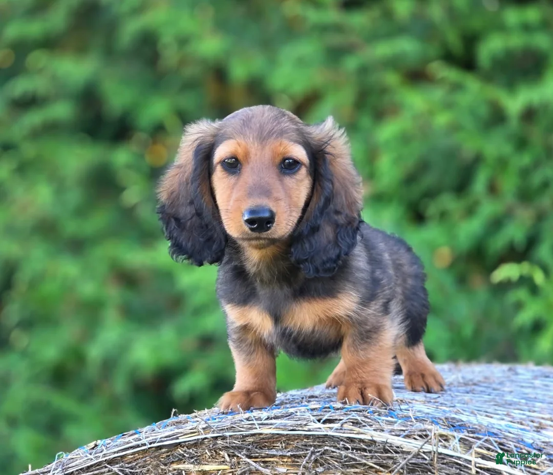 Dachshund dogs for sale: Rupert - Ad 1