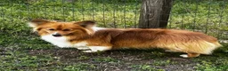 Welsh Corgi Pembroke dogs for sale: Welsh Corgi Pembroke Female 1 - Ad 9