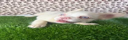 French Bulldog dogs for sale: Athena - Ad 2