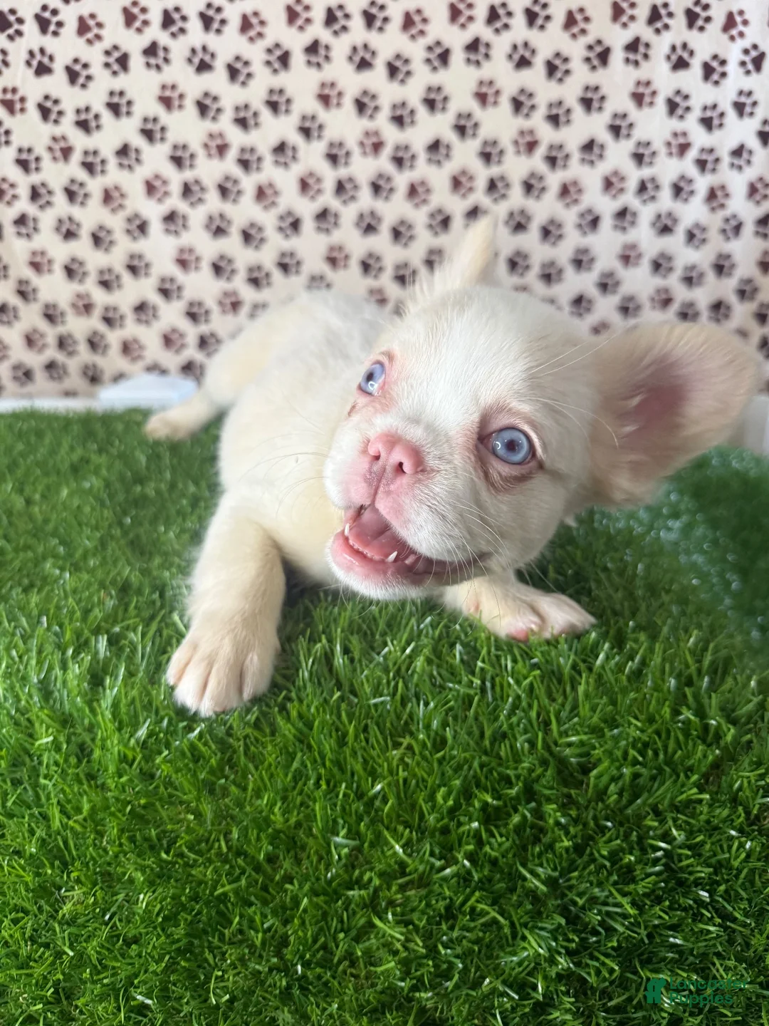 French Bulldog dogs for sale: Athena - Ad 2