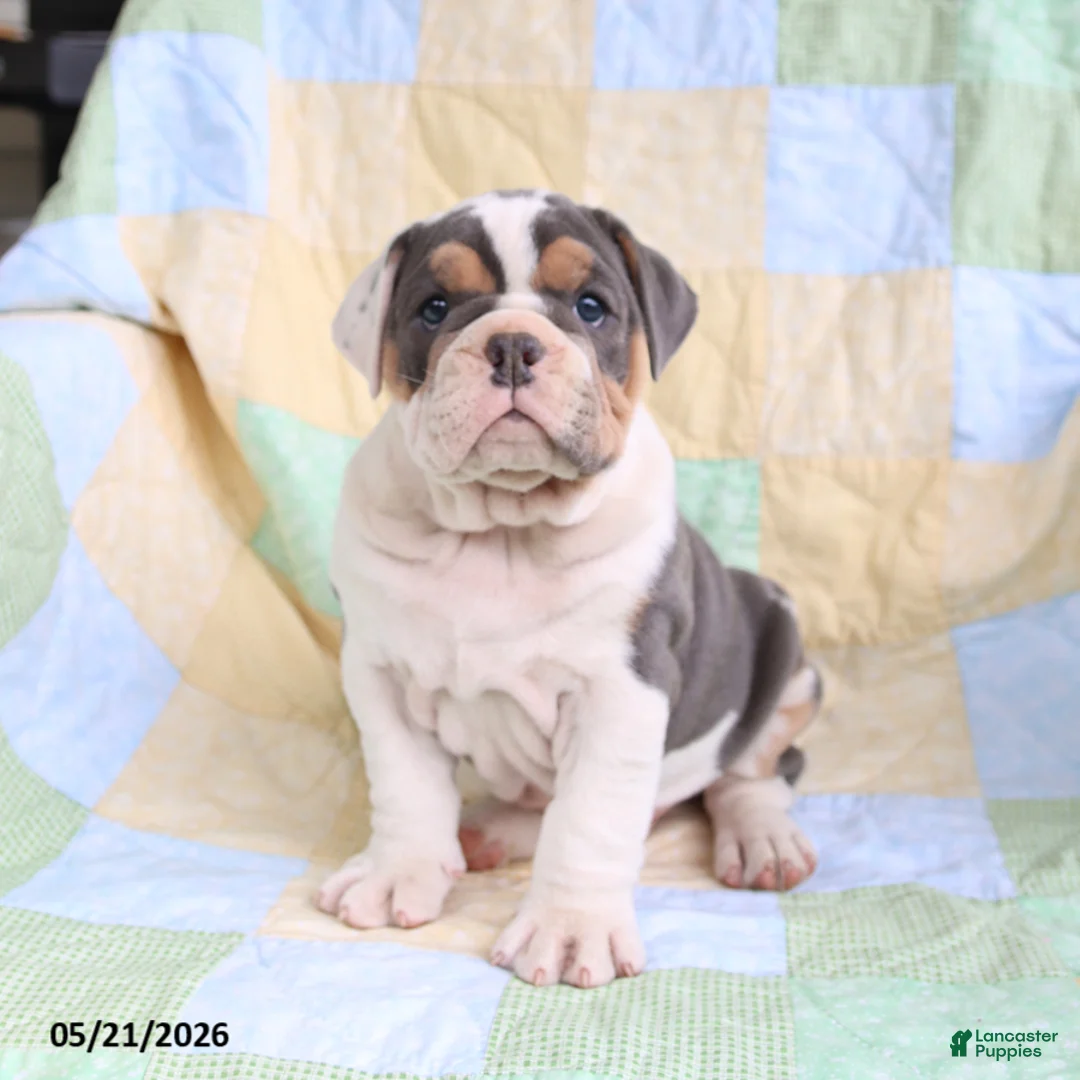 Olde English Bulldogge dogs for sale: Tommy - Ad 1