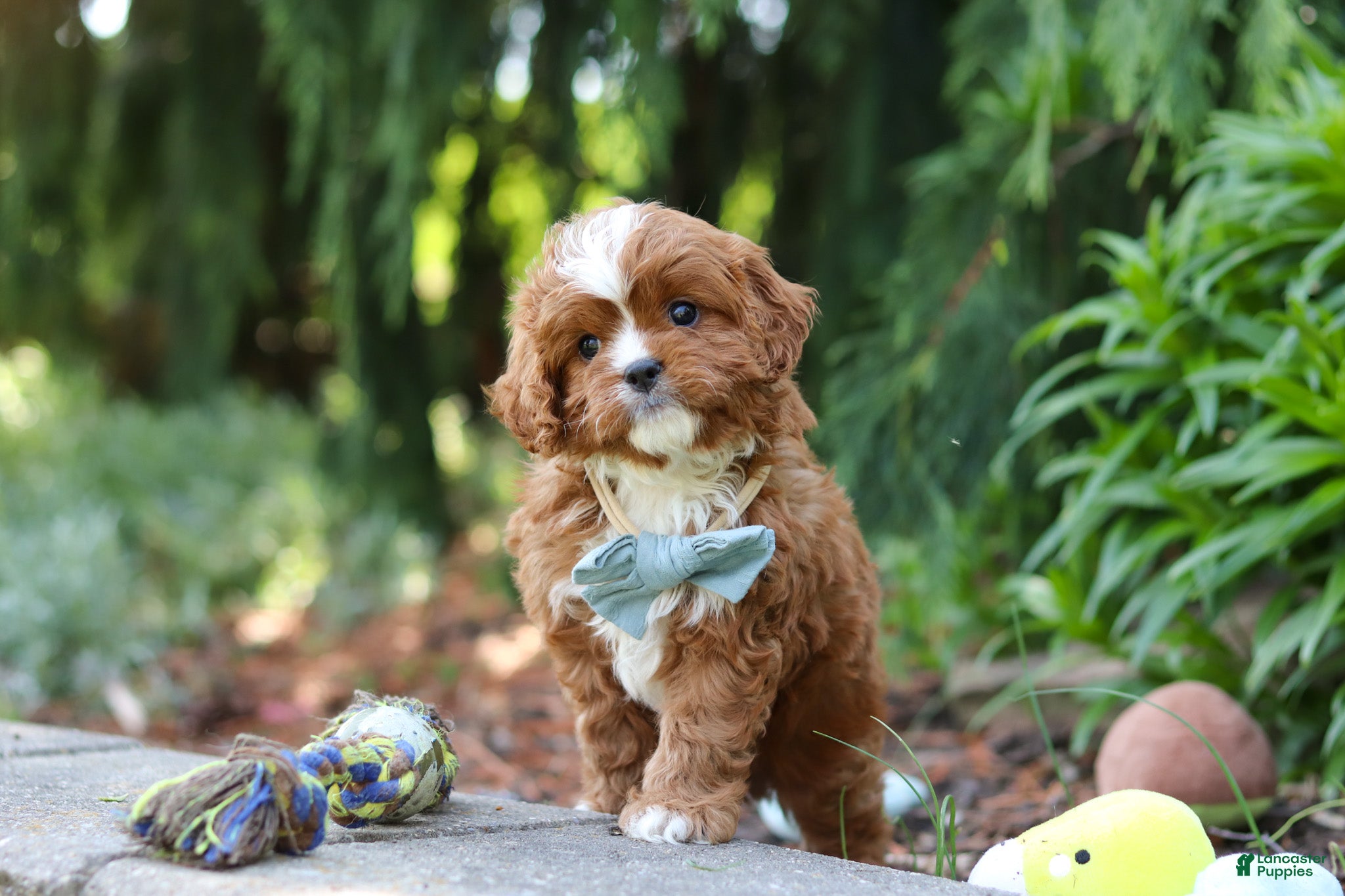 Cavapoo dogs Theodore - Ad 1