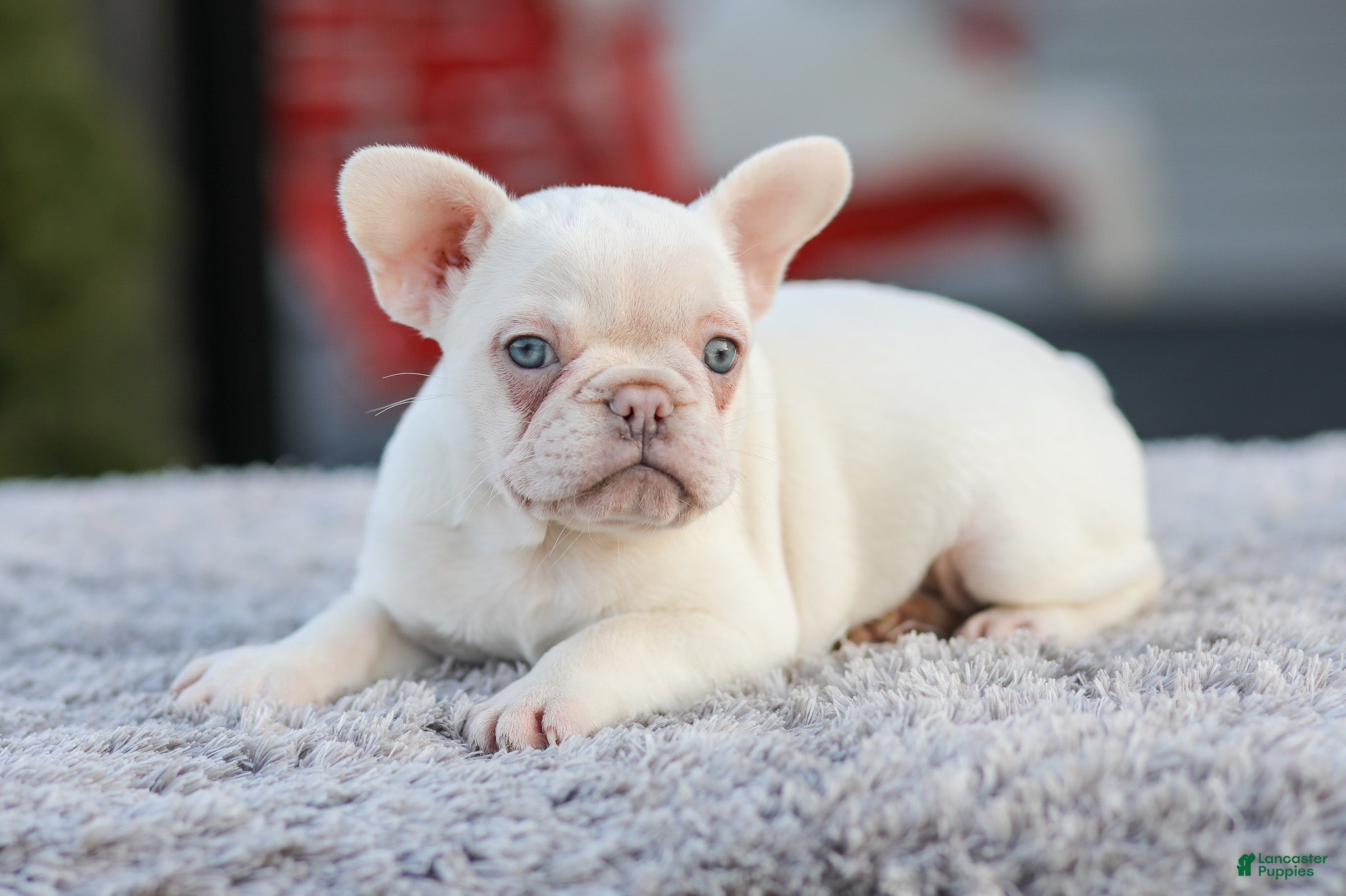 French Bulldog dogs Dora - Ad 1