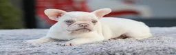 French Bulldog dogs for sale: Dora - Ad 1