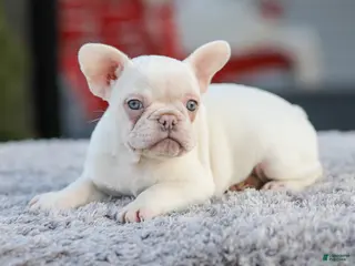 French Bulldog dogs for sale: Dora - Ad 3