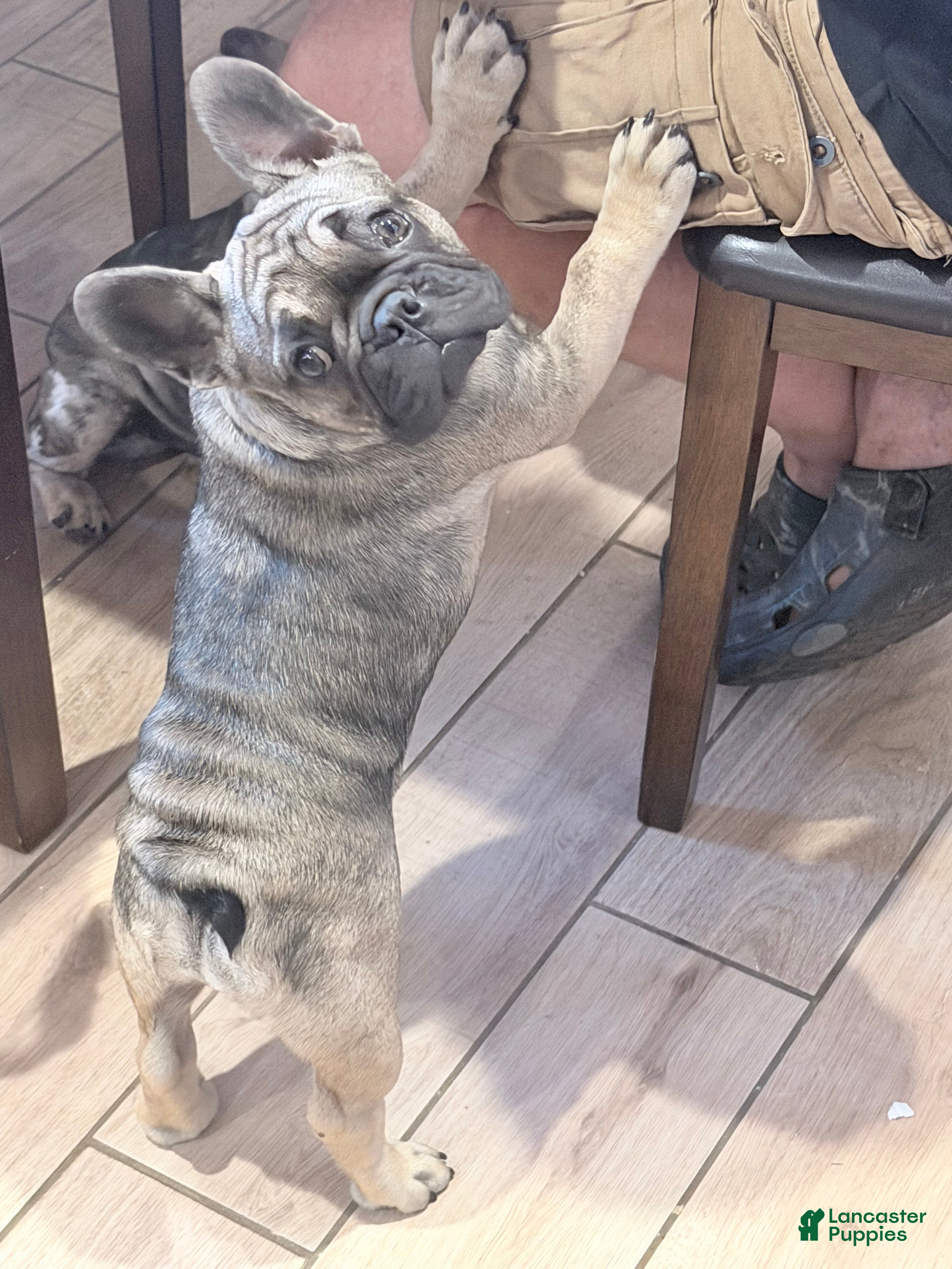 French Bulldog dogs French Bulldog 1 - Ad 2