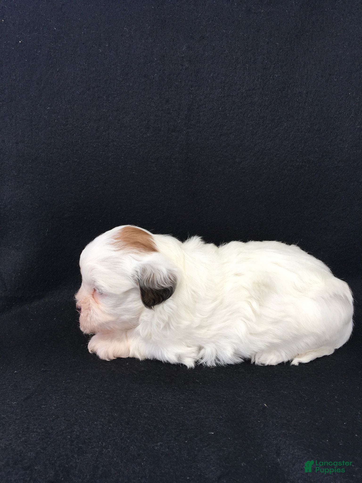 Shihpoo dogs Rachel - Ad 2