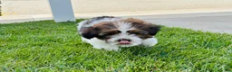 Mixed Breed dogs for sale: 🐶Teddy Bear Pink 🩷 - Ad 4