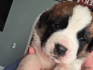 Saint Bernard dogs - Ad 19