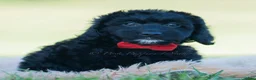 Mini Goldendoodle dogs for sale: Colten - Ad 2