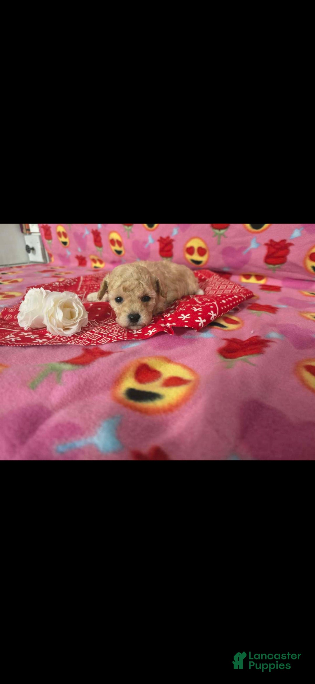 Toy Poodle dogs Toy Poodle Puppy 2 - Ad 30