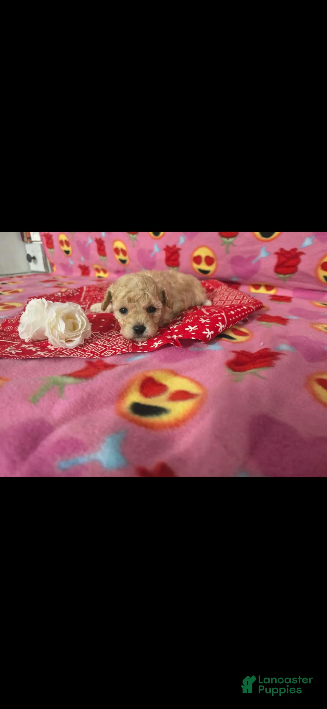 Toy Poodle dogs for sale: Toy Poodle Puppy 2 - Ad 1
