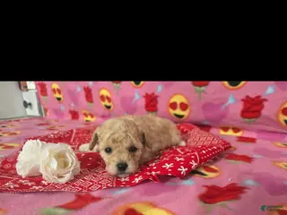 Toy Poodle dogs Toy Poodle Puppy 2 - Ad 30