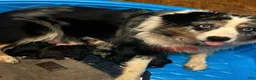 Miniature Australian Shepherd dogs for sale: Miniature Australian Shepherd 2 - Ad 3