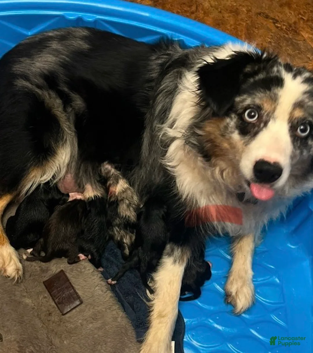 Miniature Australian Shepherd dogs for sale: Miniature Australian Shepherd 2 - Ad 3