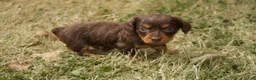 Dachshund dogs for sale: Milo - Ad 4