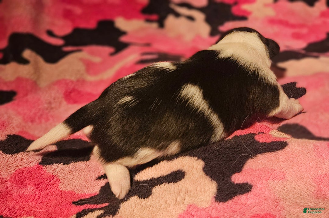 Chihuahua dogs for sale: Diane - Ad 9