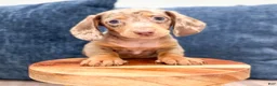 Miniature Dachshund dogs for sale: Marco - Ad 2
