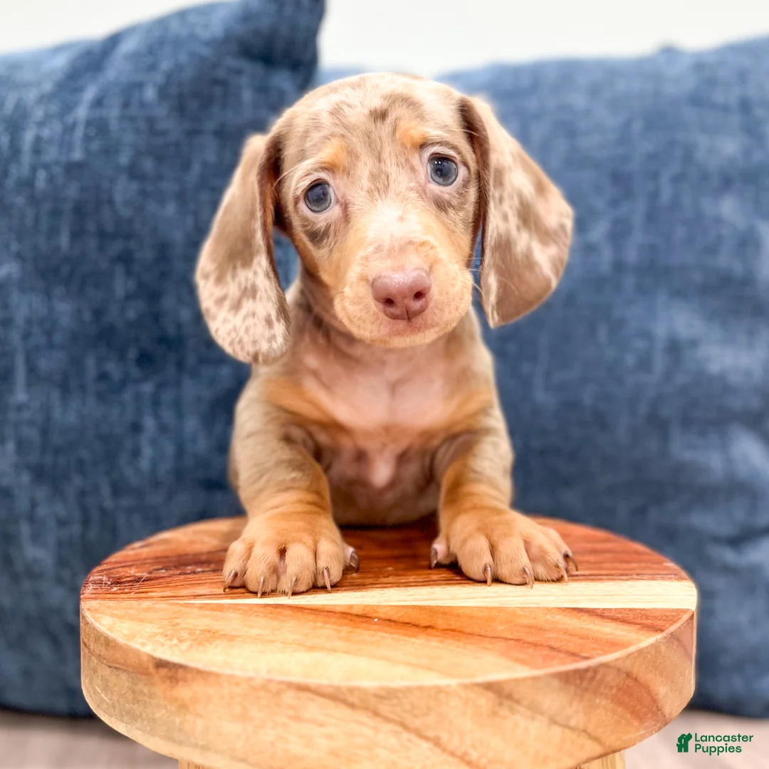 Miniature Dachshund dogs for sale: Marco - Ad 2