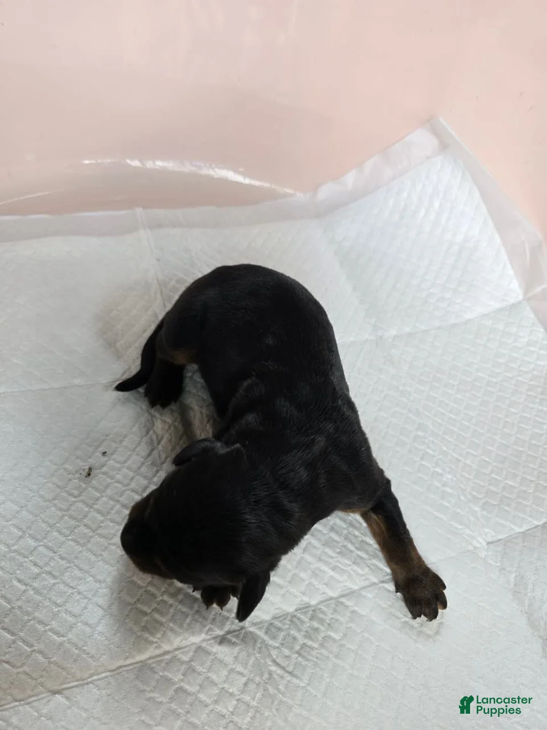 Doberman Pinscher dogs for sale: Doberman Pinscher Puppy 5 - Ad 8