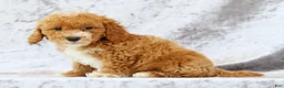 Bichpoo dogs for sale: Ethan - Ad 8