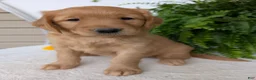 Golden Retriever dogs for sale: Honey  - Ad 8