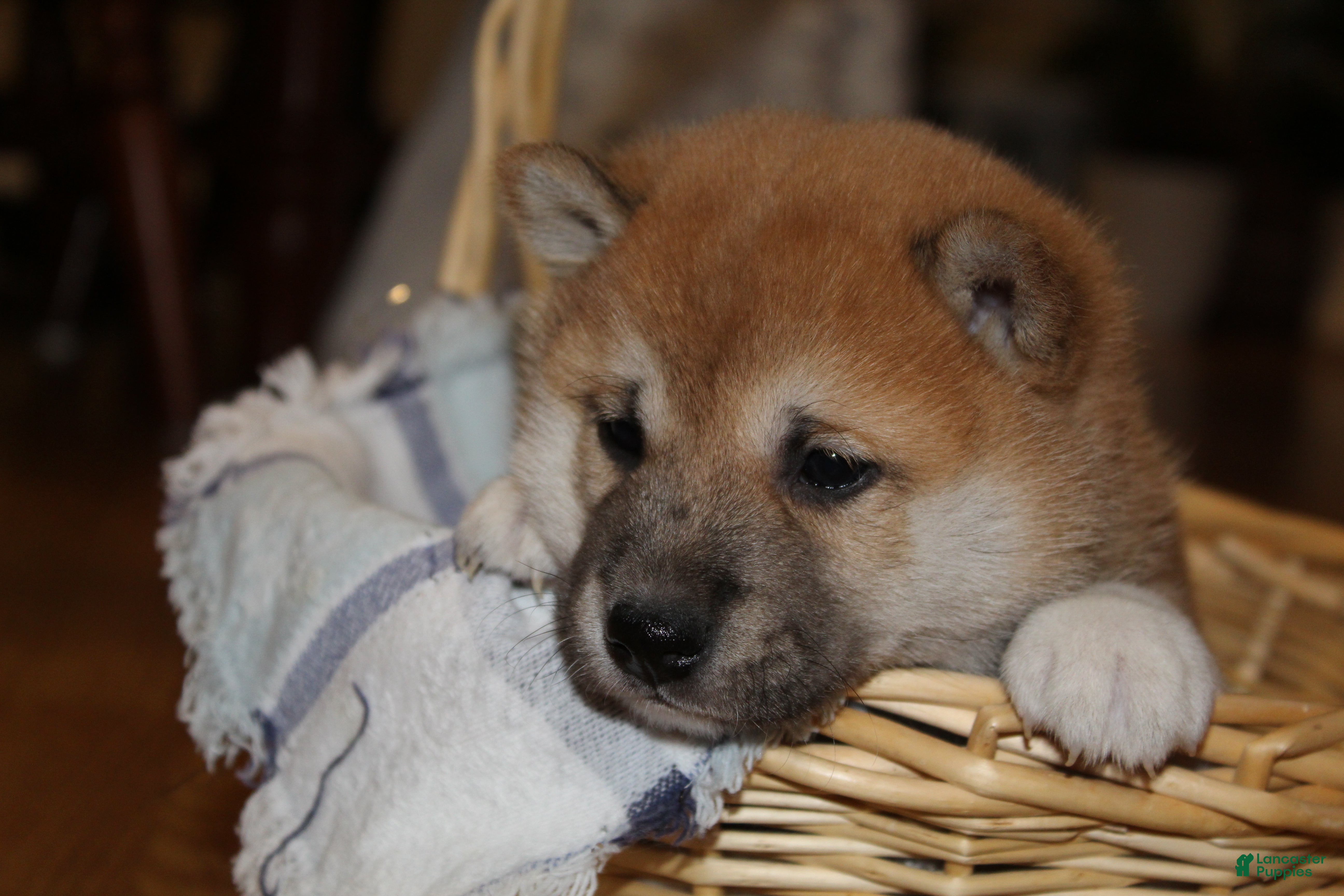 Shiba Inu dogs Toffee - Ad 3