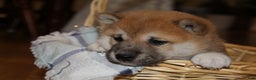 Shiba Inu dogs for sale: Toffee - Ad 1