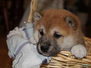 Shiba Inu dogs Toffee - Ad 3