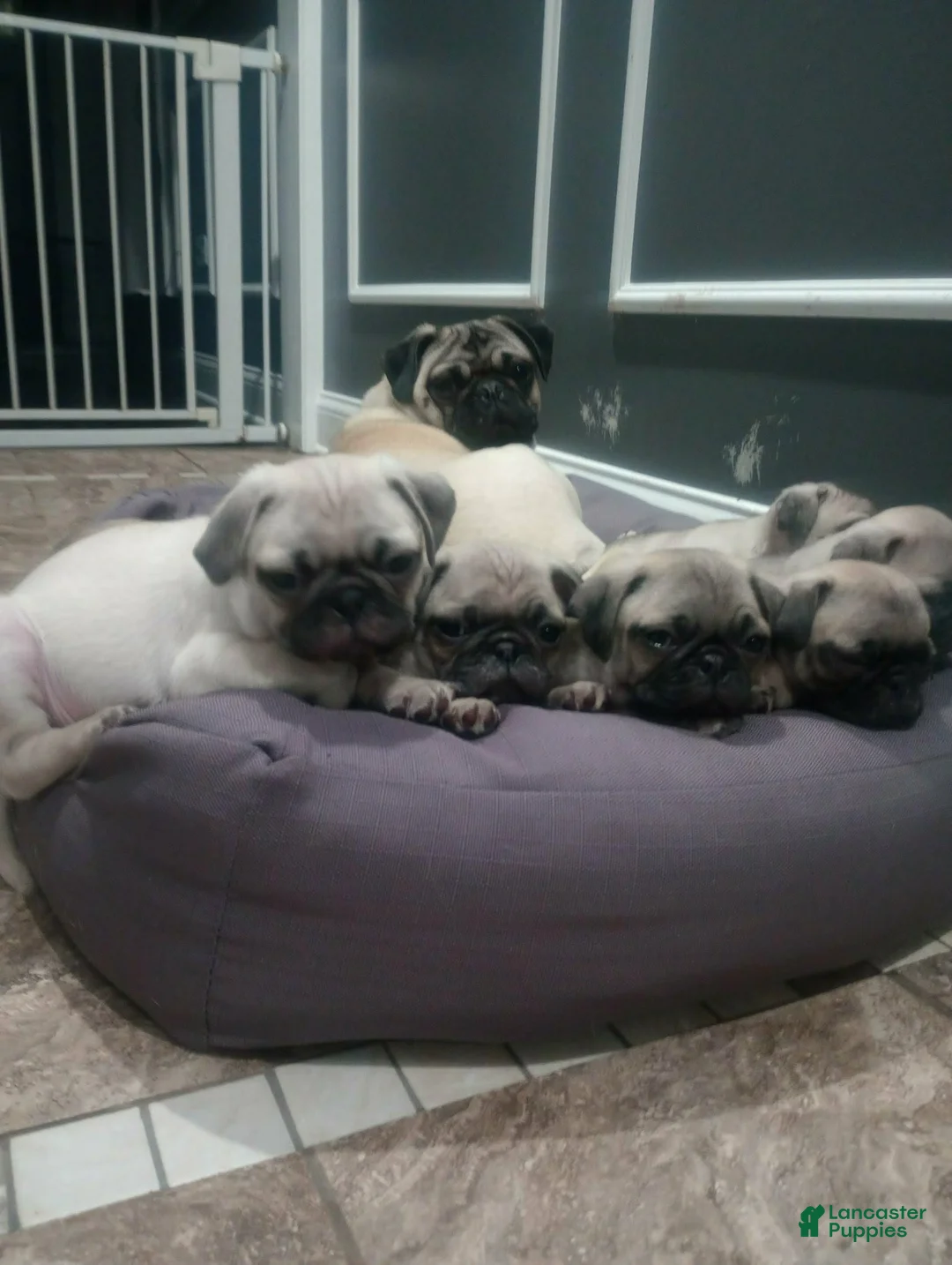 Puggle dogs for sale: Puggle Puppy 4 - Ad 2