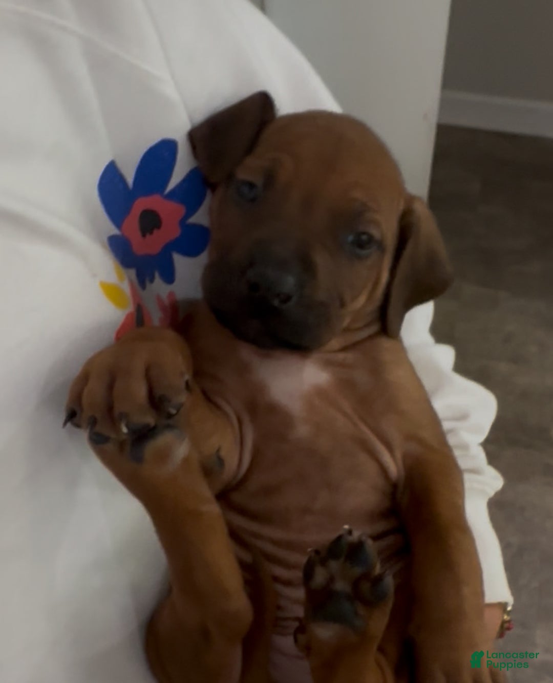 Rhodesian Ridgeback dogs for sale: "JUDE" AKC Rhodesian Ridgeback - Ad 2