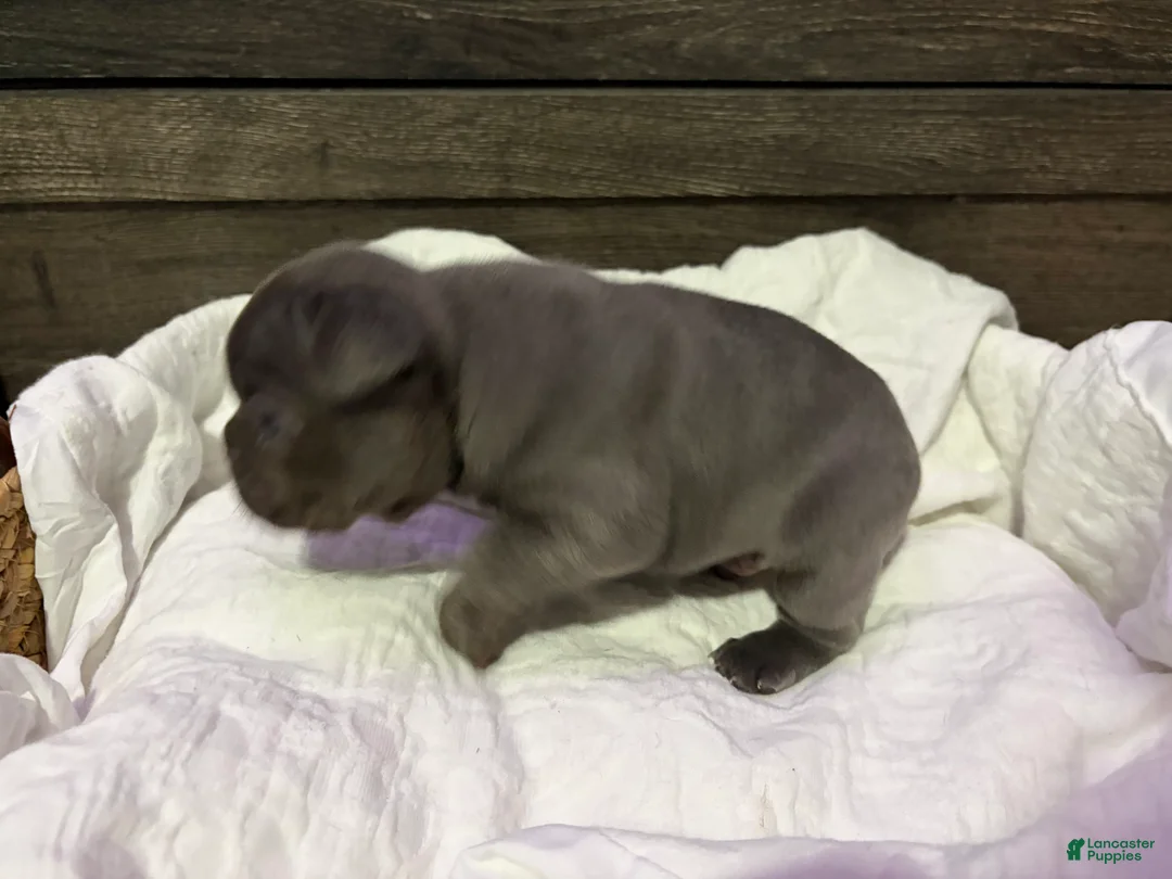 French Bulldog dogs for sale: Blaze - Ad 7